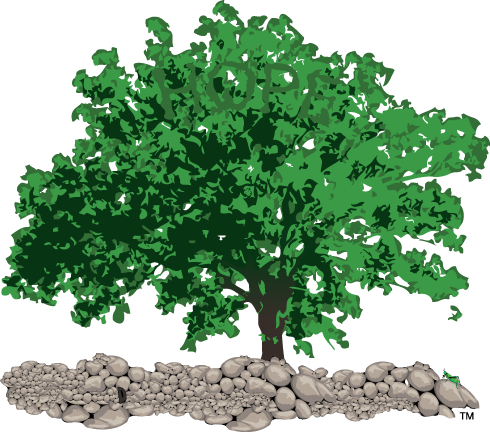 Shawshank Oak Tree